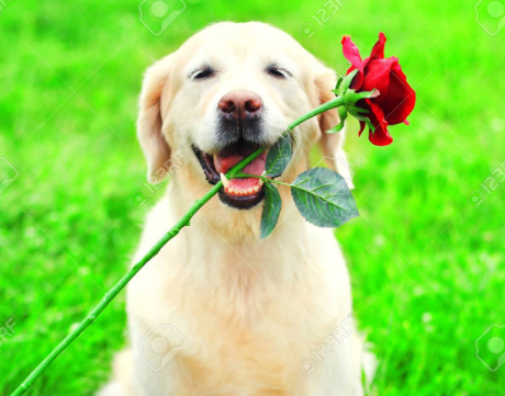 dog with a flower in its mouth posing